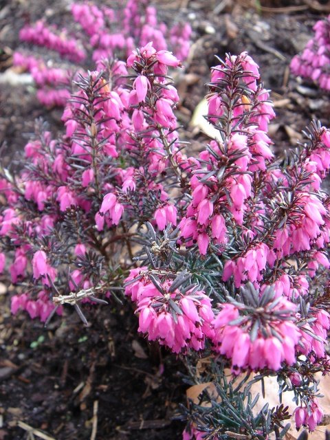 Erica carnea 'Vivellii'
